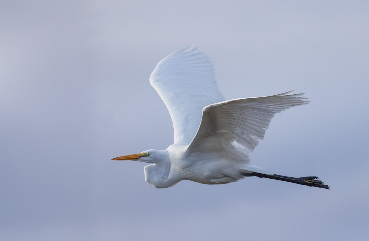 Silberreiher - ML647319250