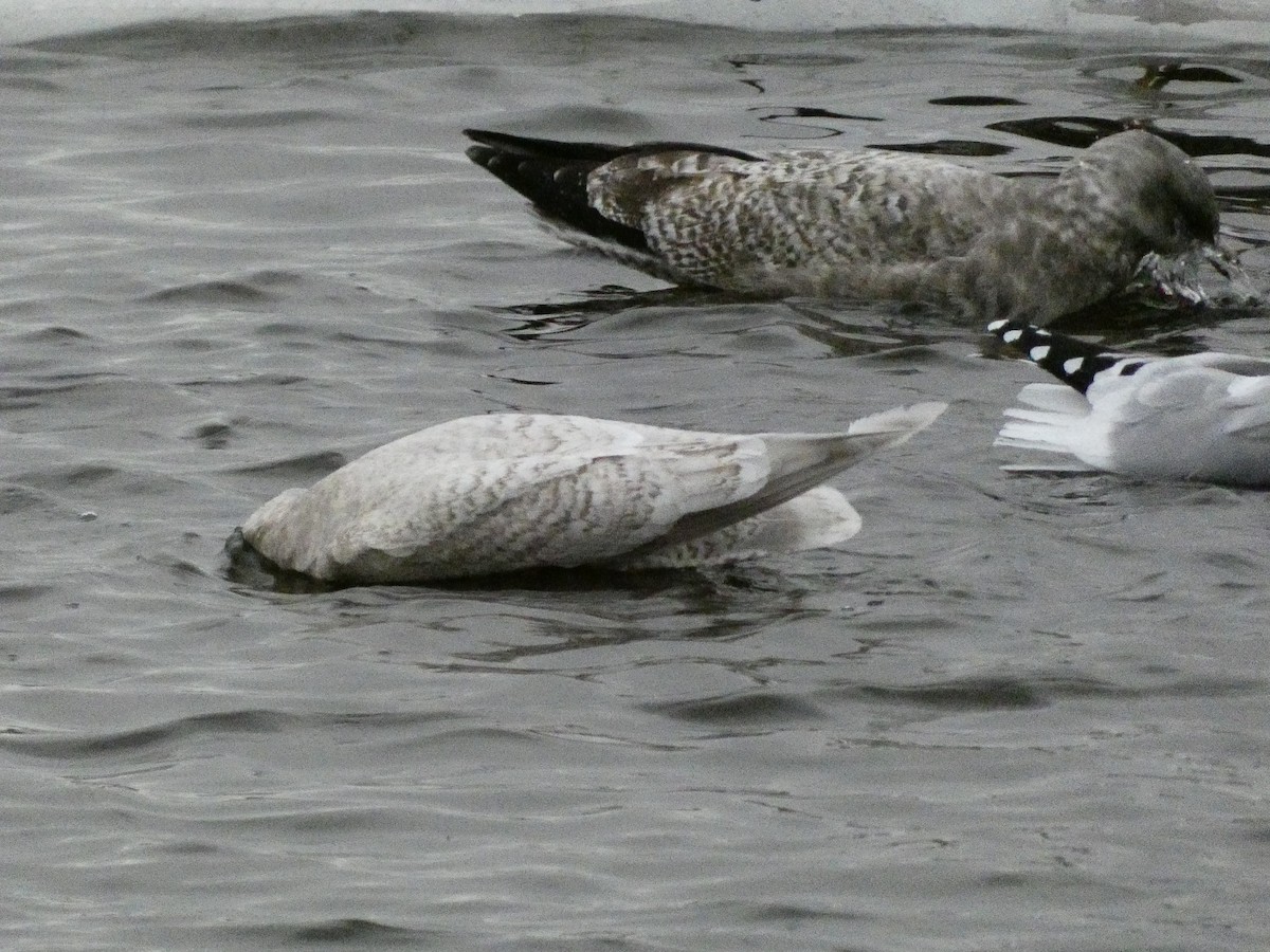 Gaviota Groenlandesa - ML647319251