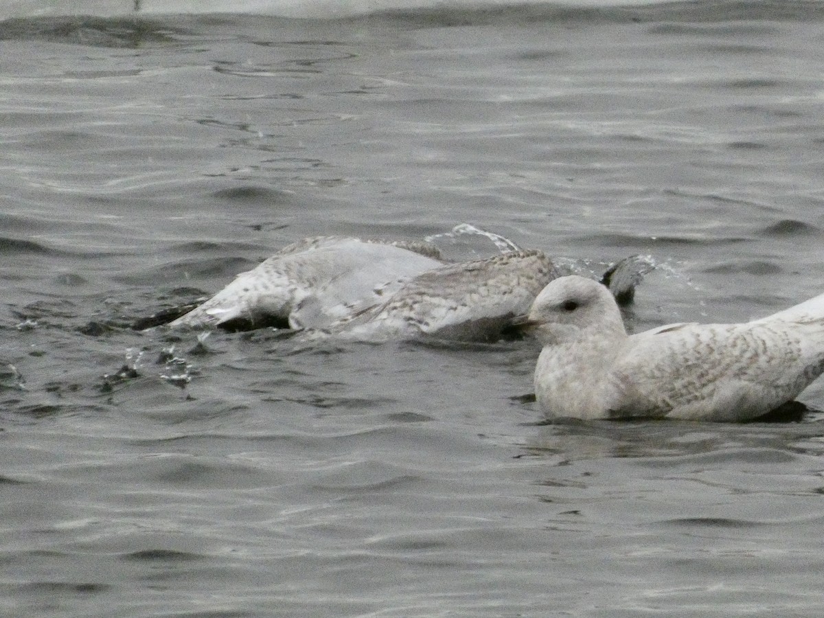 Gaviota Groenlandesa - ML647319252