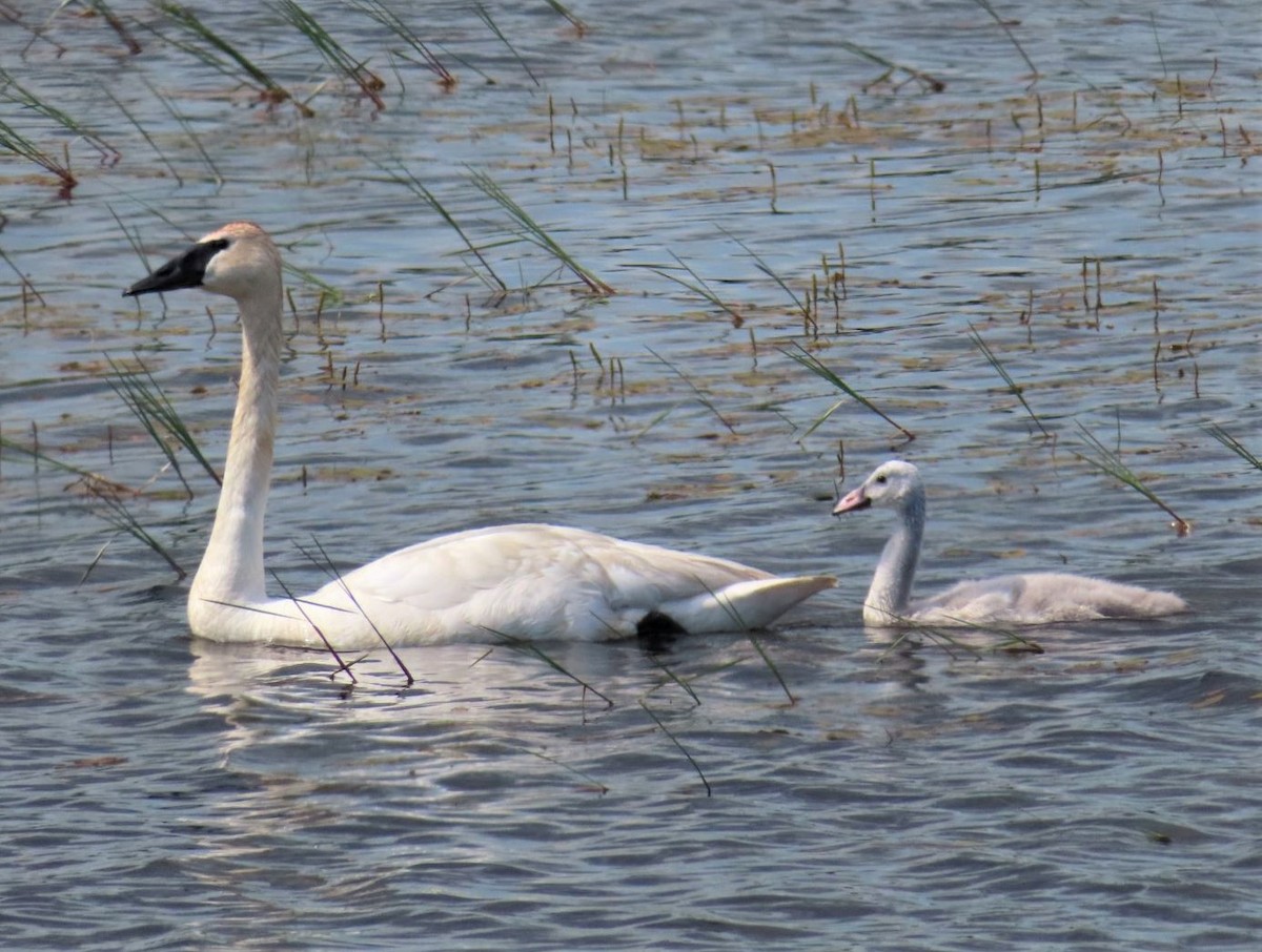 Cygne trompette - ML647319269