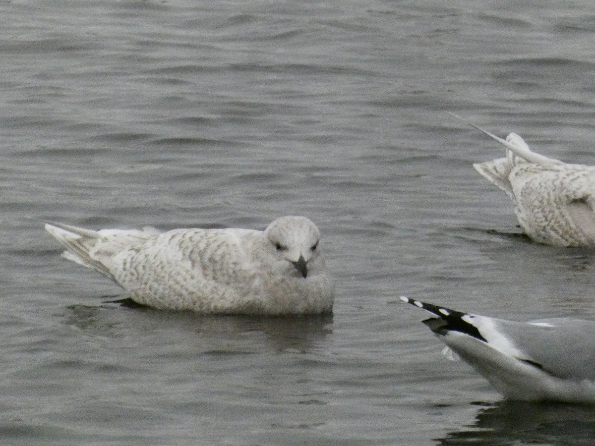 Gaviota Groenlandesa - ML647319283