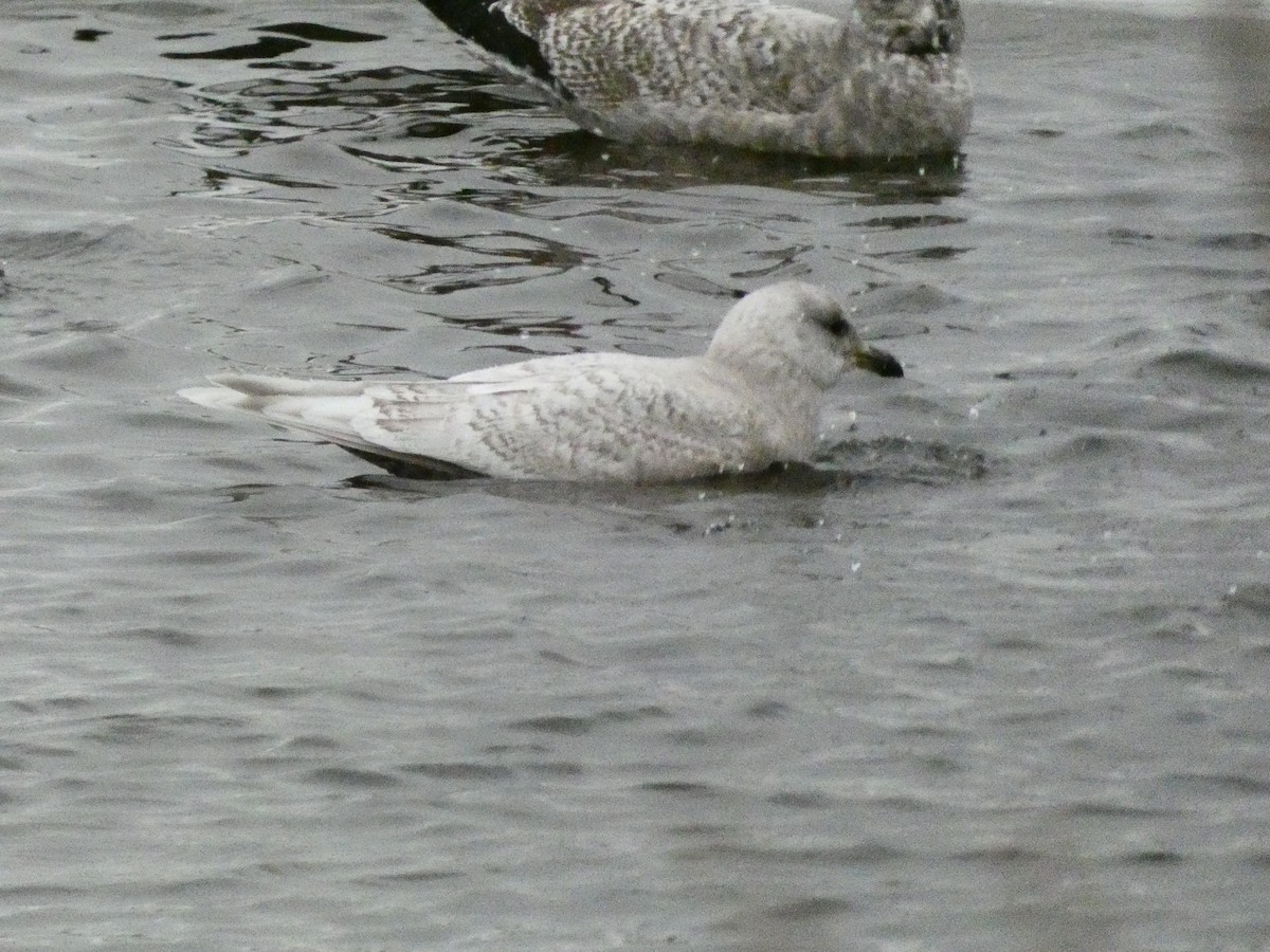Gaviota Groenlandesa - ML647319294