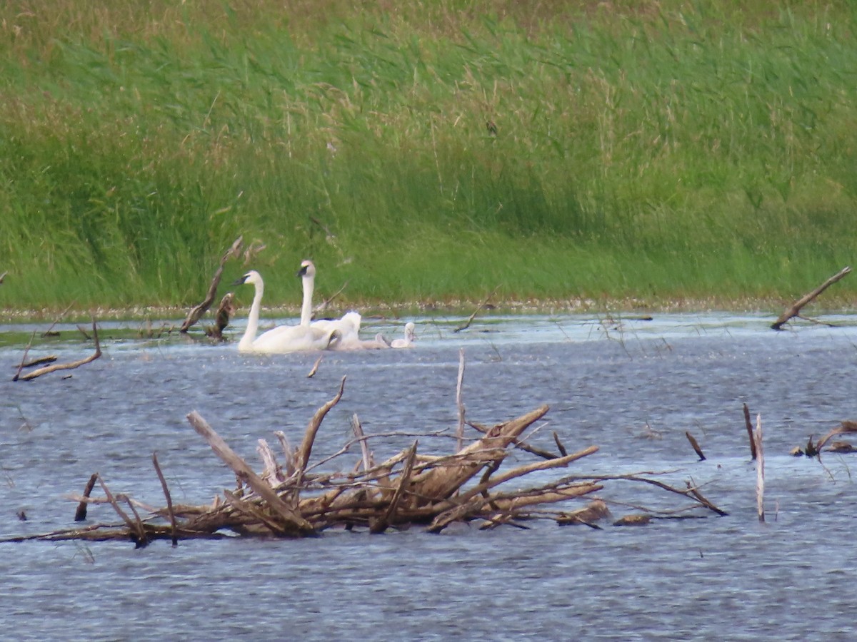 Cygne trompette - ML647319295