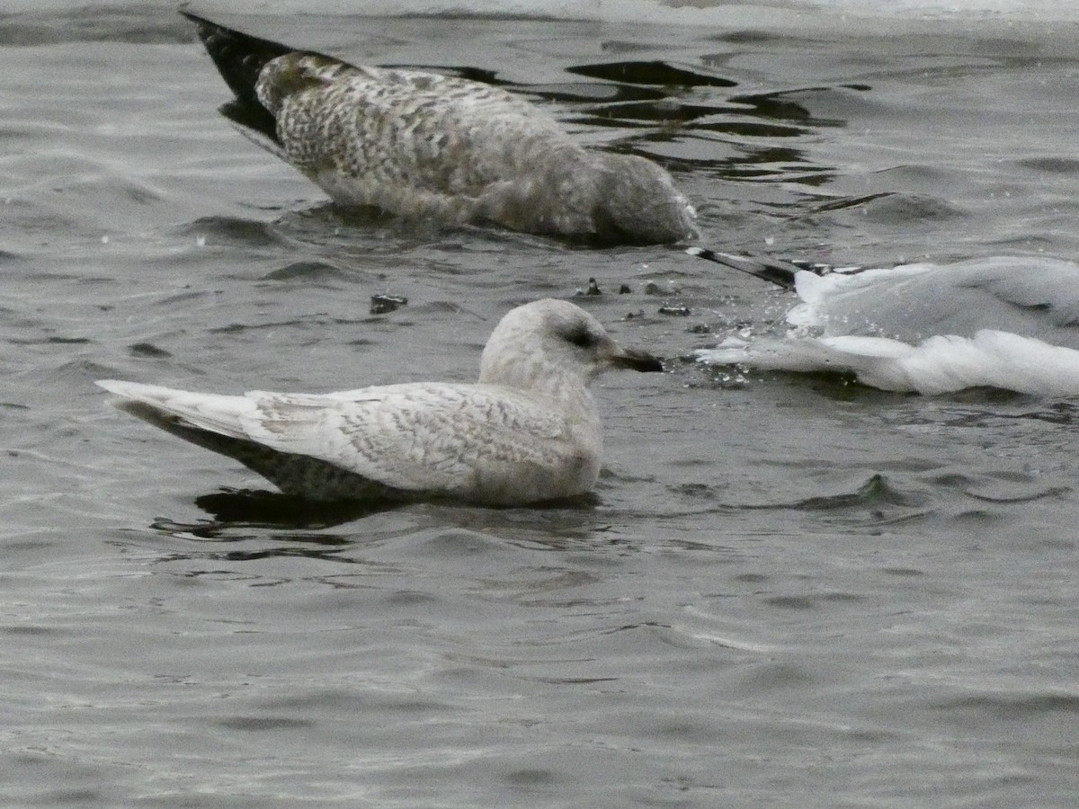 Gaviota Groenlandesa - ML647319299
