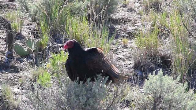 Катарта-индейка [группа aura] - ML647319301