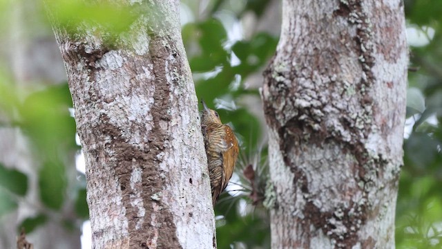 Краснопятнистый дятел - ML647319310