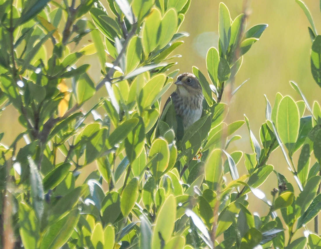 nålstjertspurv - ML647319315