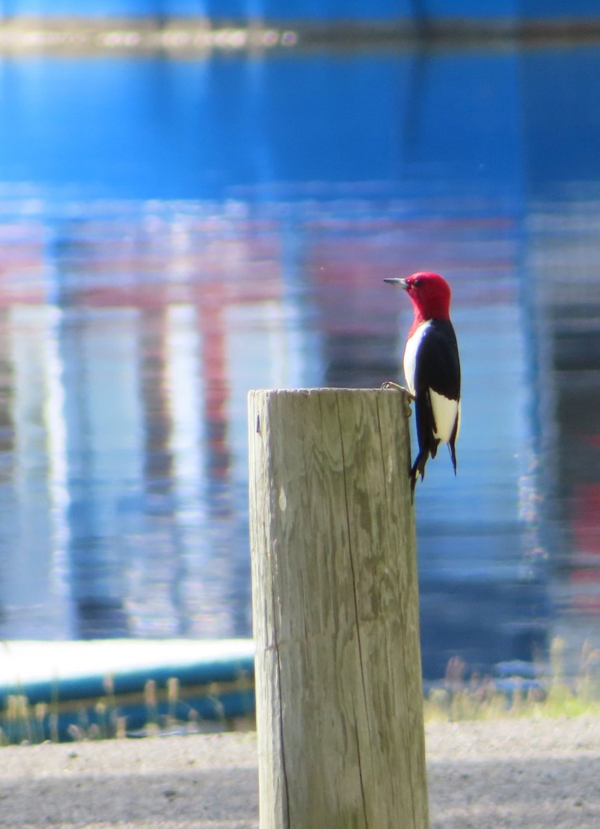 Pic à tête rouge - ML647319331