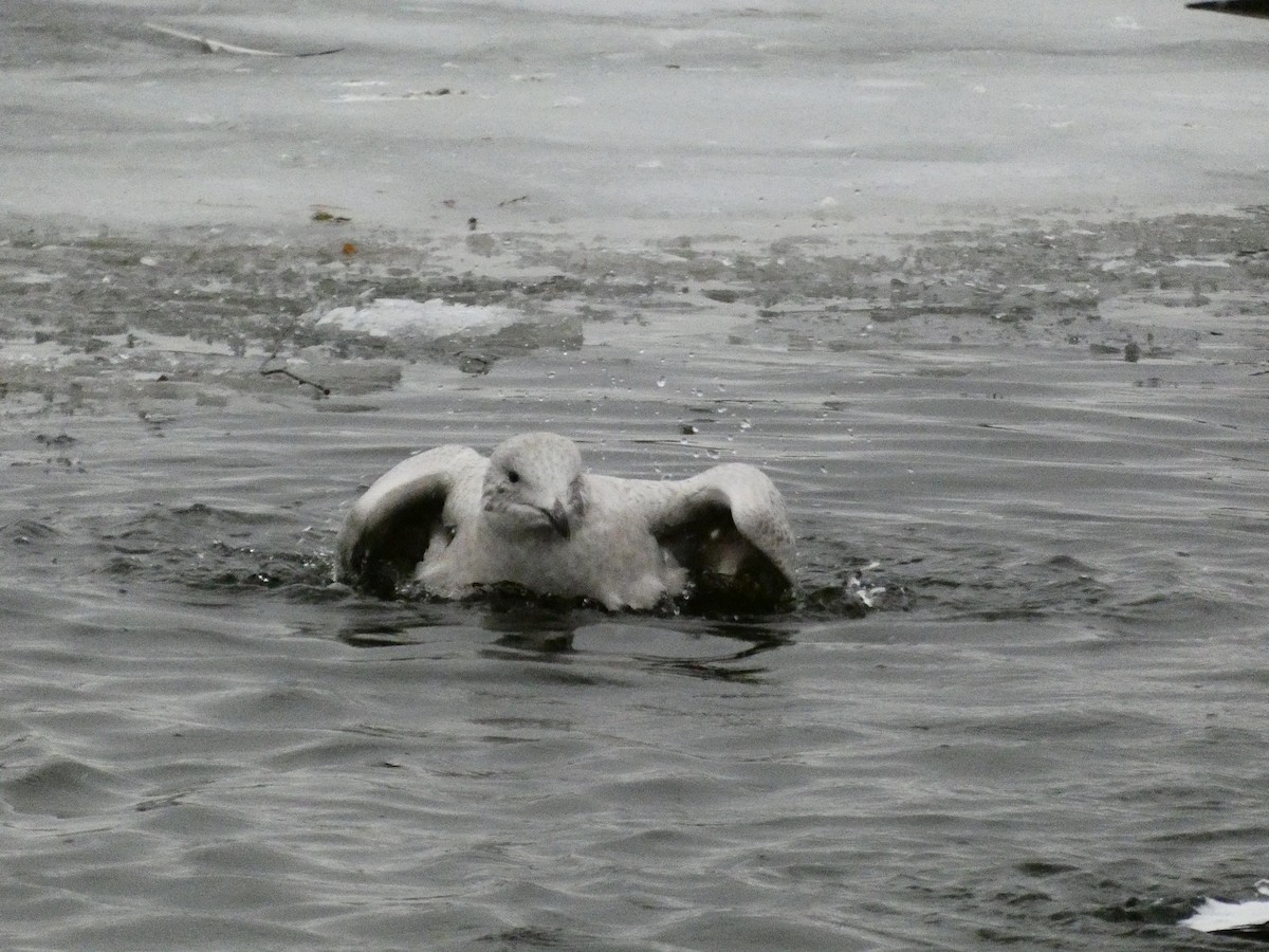 Gaviota Groenlandesa - ML647319332