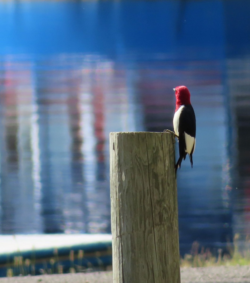Pic à tête rouge - ML647319341