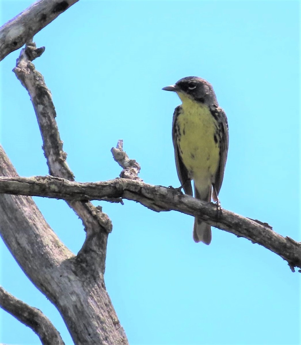 Paruline de Kirtland - ML647319358