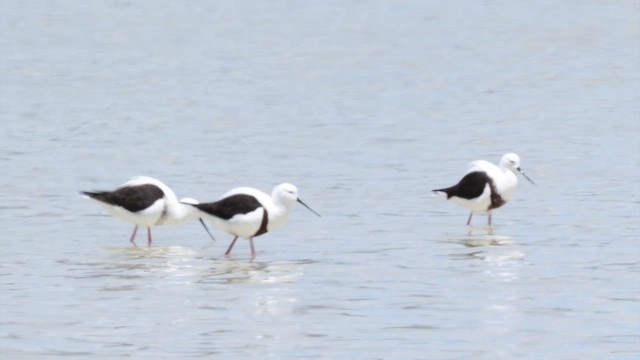 Рыжегрудый ходулочник - ML647319365