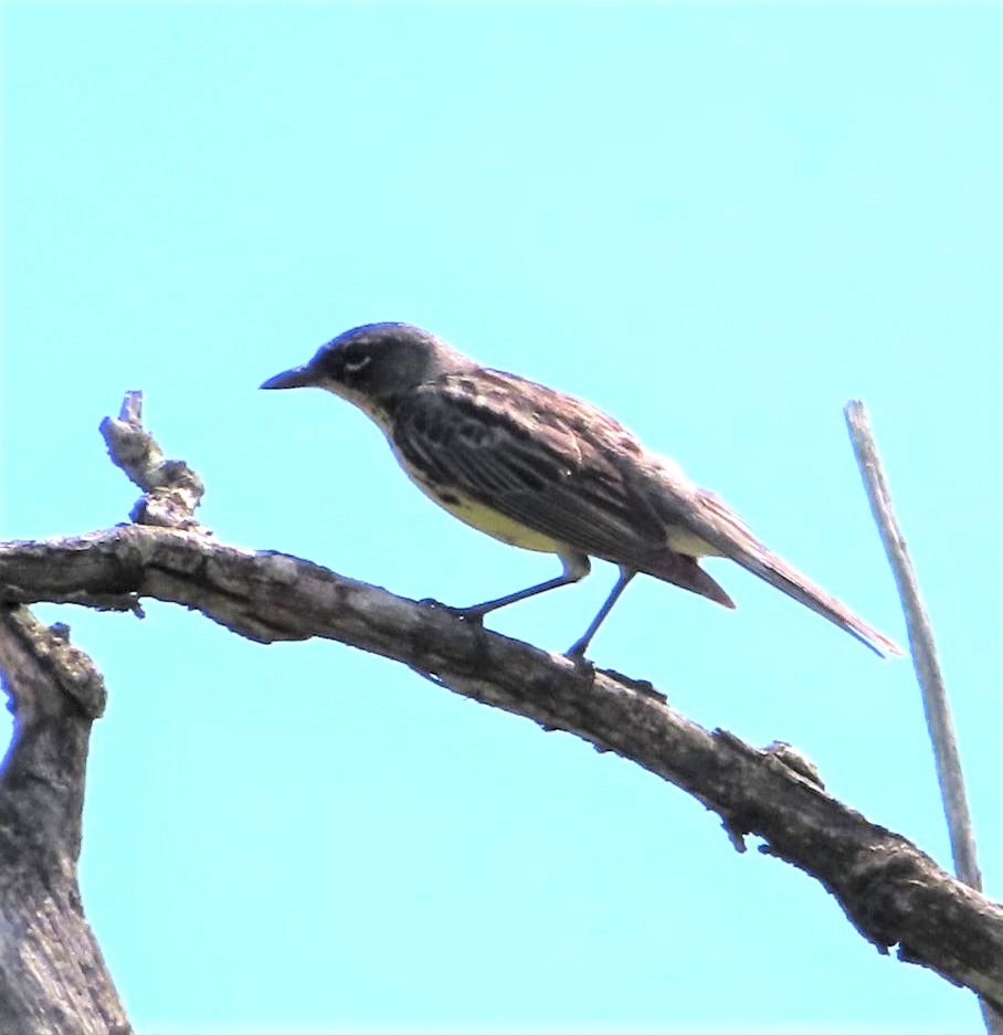 Paruline de Kirtland - ML647319369