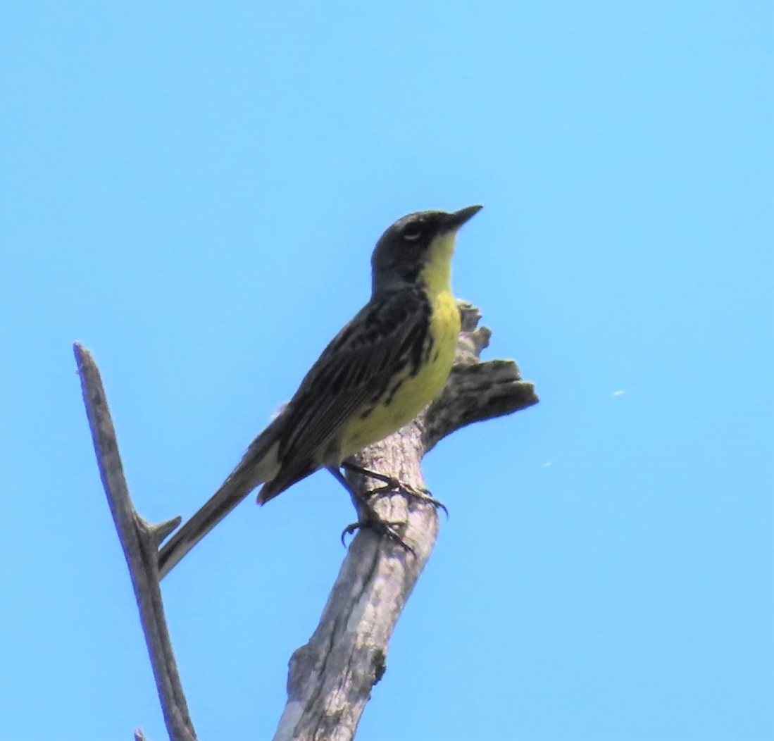 Paruline de Kirtland - ML647319376