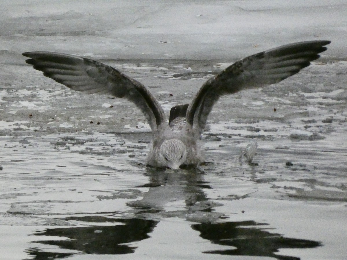 Gaviota Argéntea Americana - ML647319386