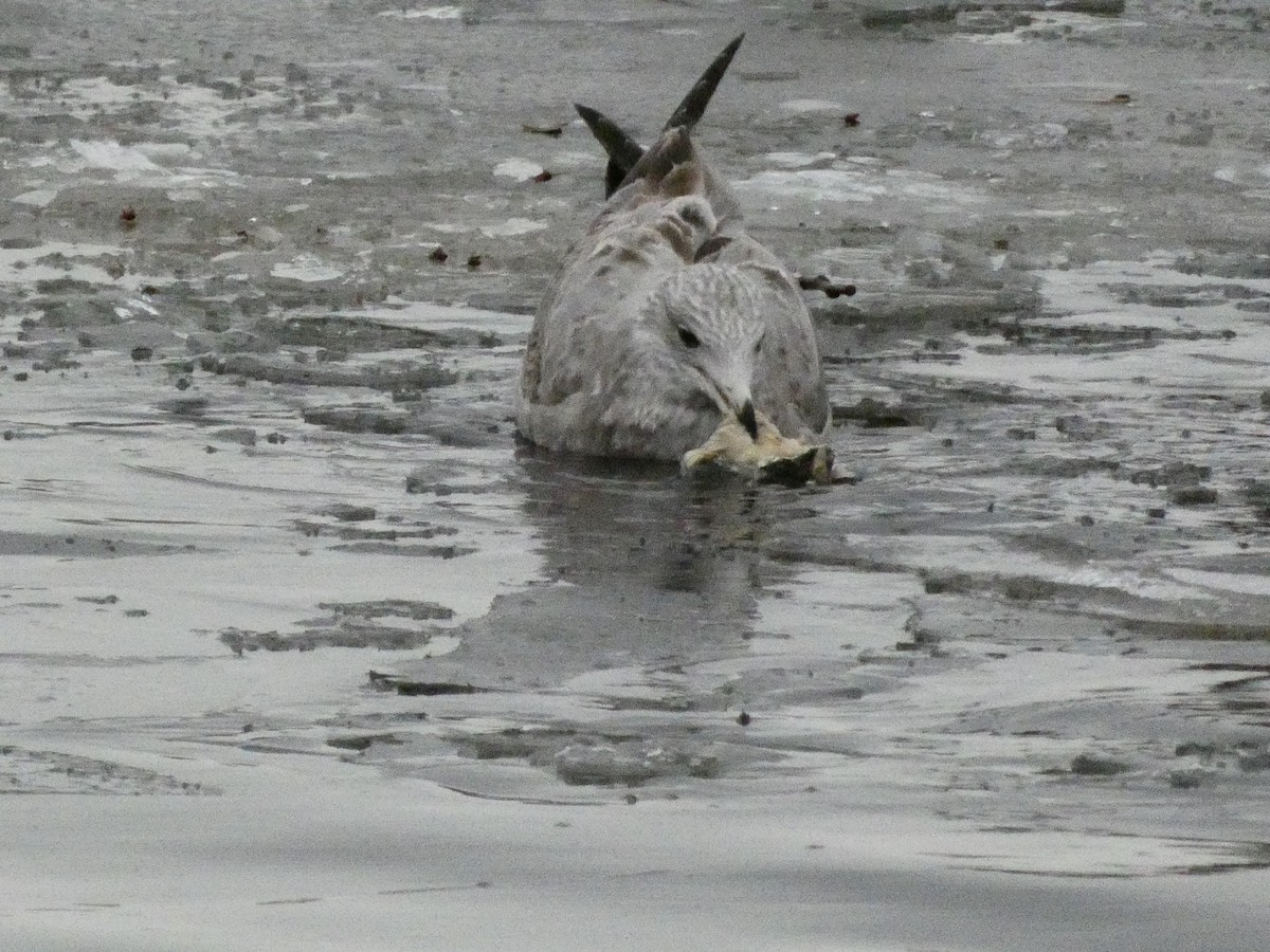 Gaviota Argéntea Americana - ML647319392
