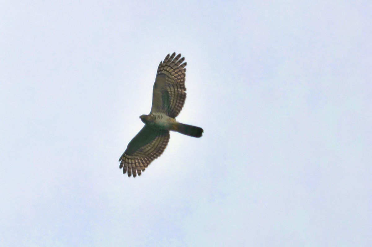 Hook-billed Kite - ML647319393