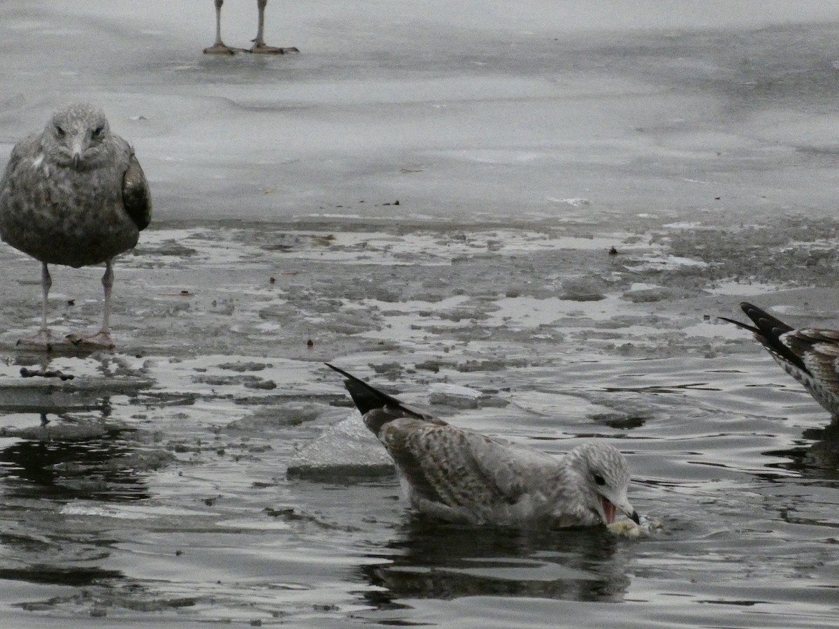 Gaviota Argéntea Americana - ML647319394