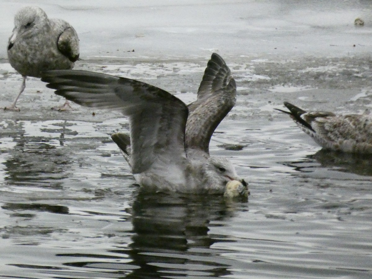 Gaviota Argéntea Americana - ML647319395