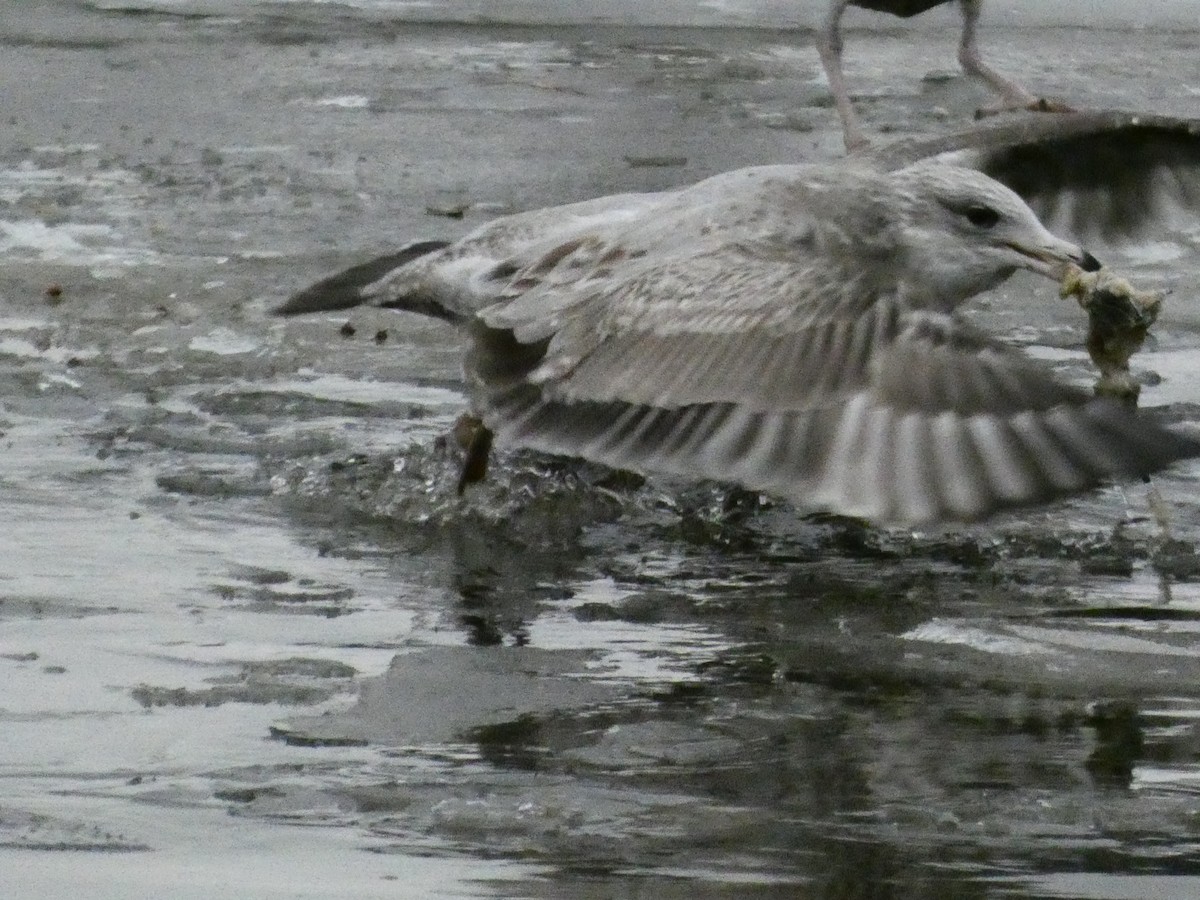 Gaviota Argéntea Americana - ML647319396