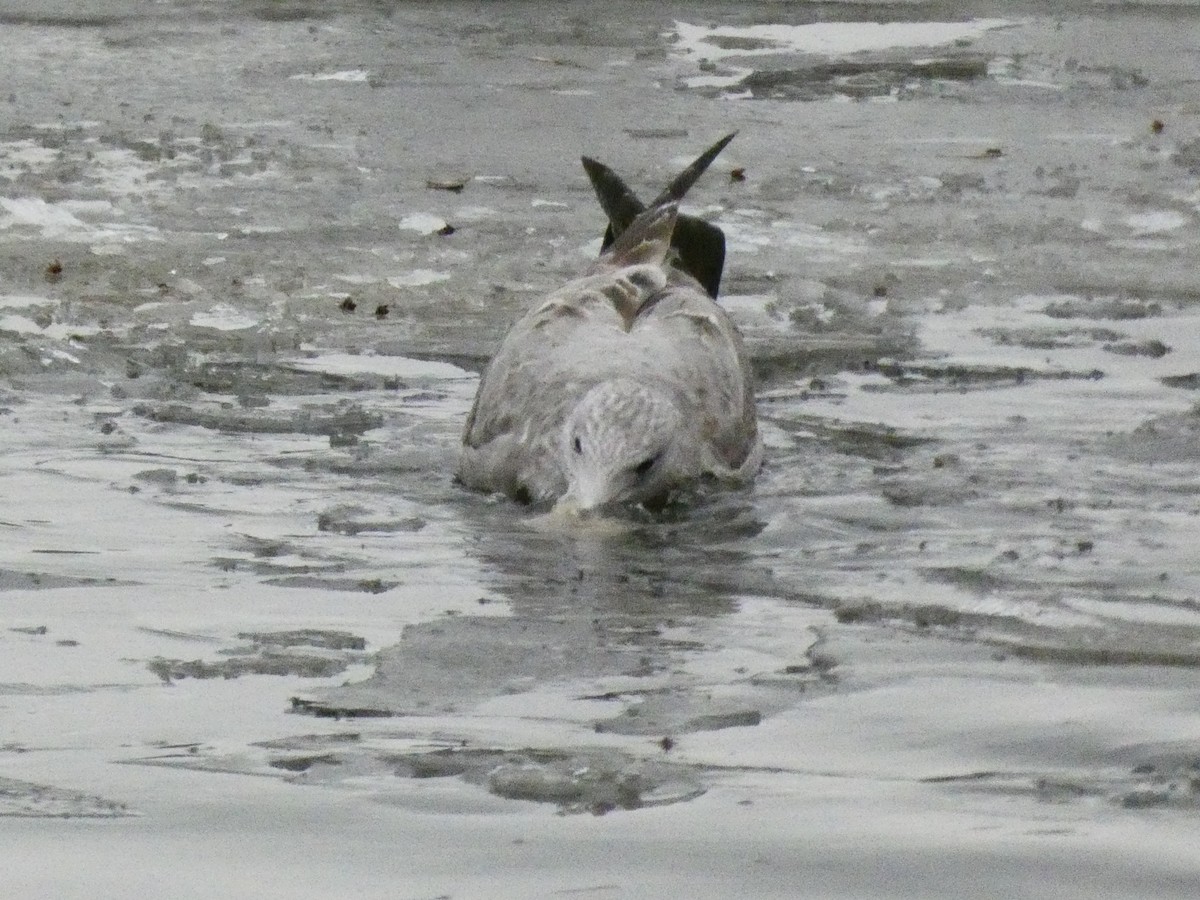 Gaviota Argéntea Americana - ML647319397