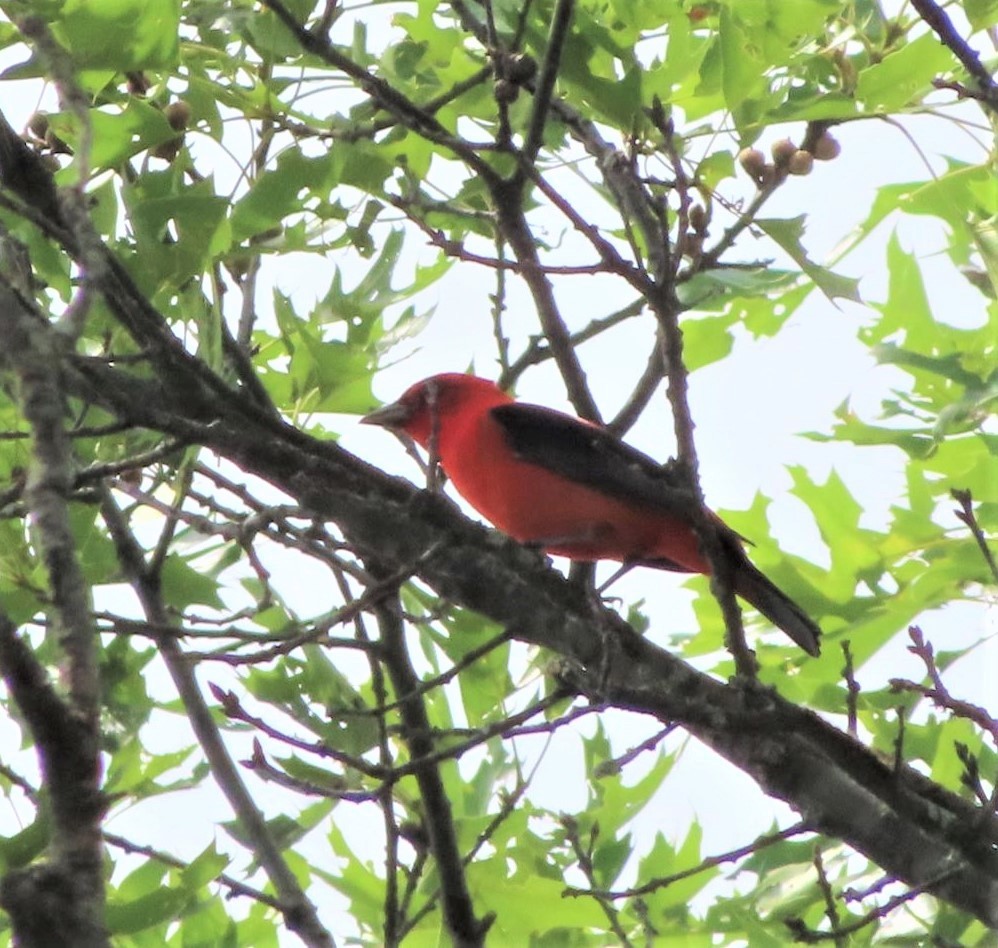 Piranga écarlate - ML647319398