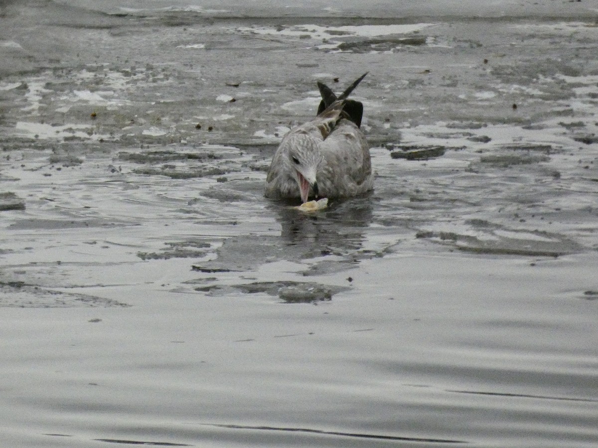 Gaviota Argéntea Americana - ML647319399