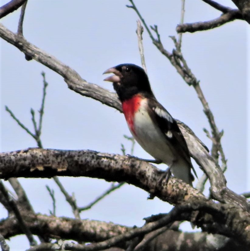 Cardinal à poitrine rose - ML647319422