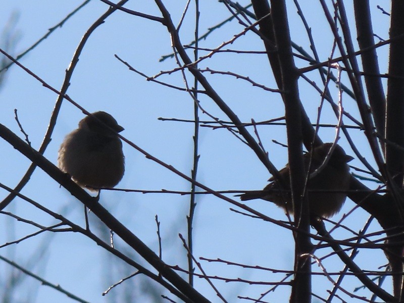 gråspurv - ML647319424