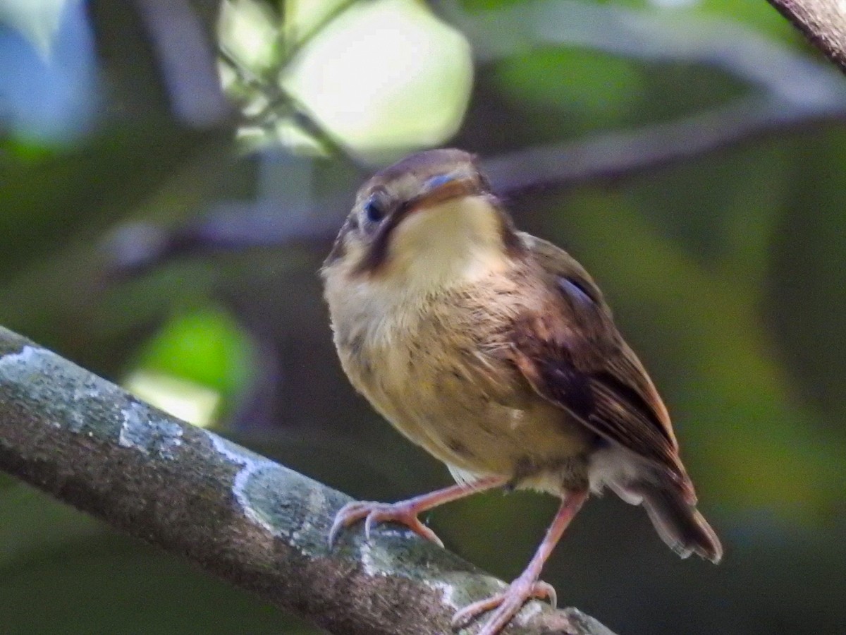 White-throated Spadebill - ML647319425