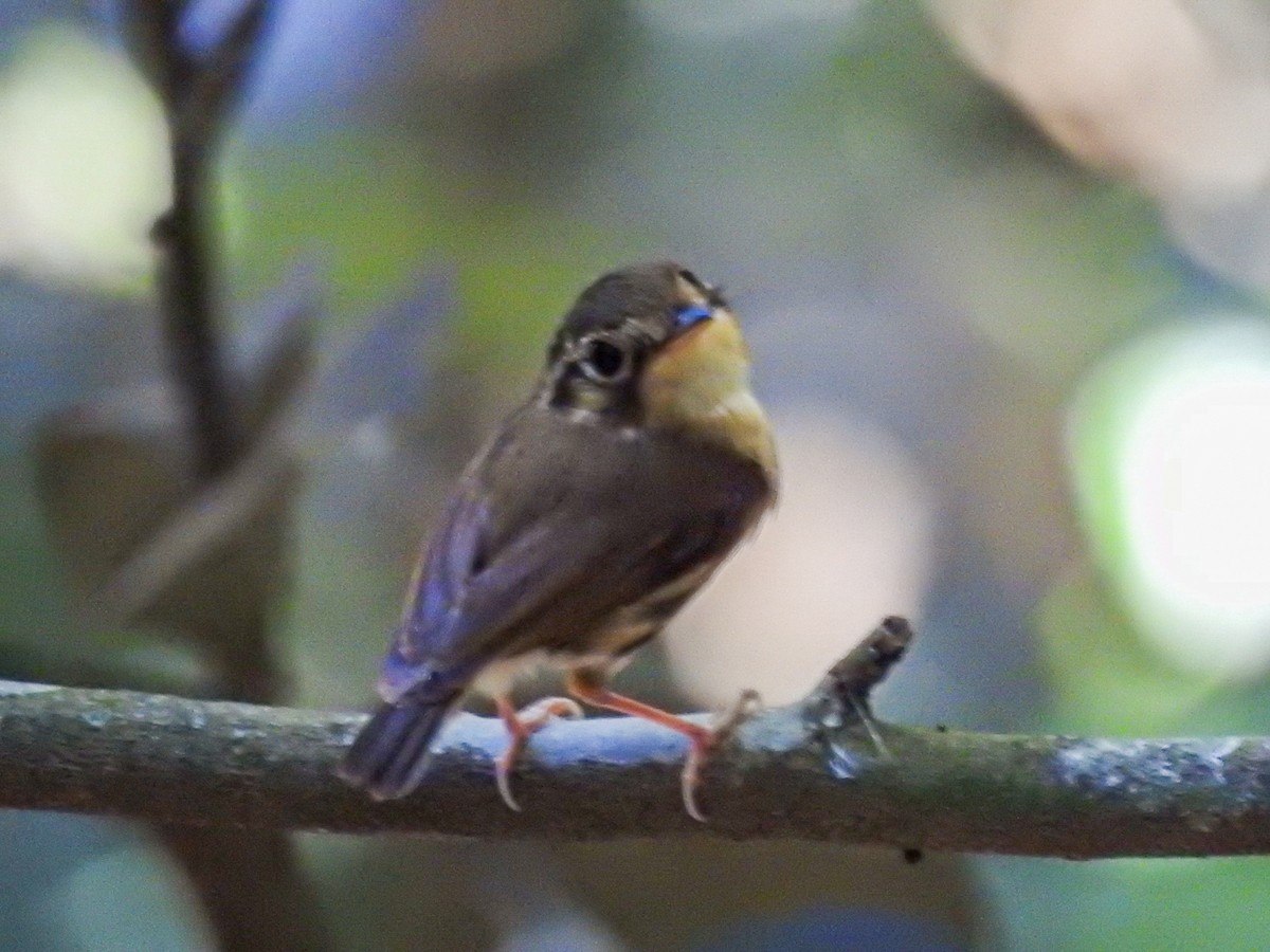 White-throated Spadebill - ML647319426