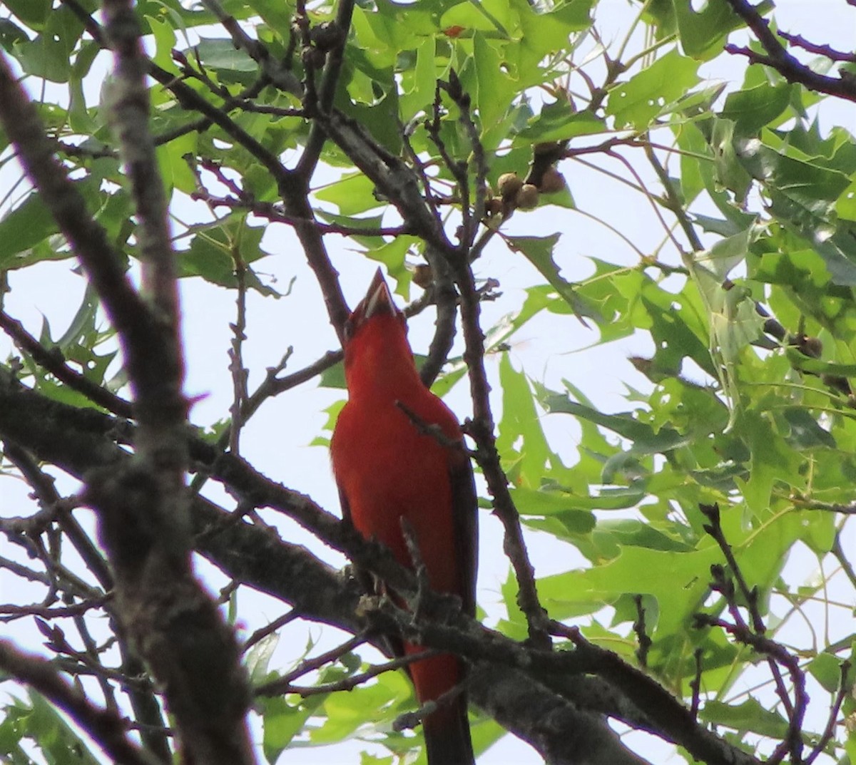 Piranga écarlate - ML647319432