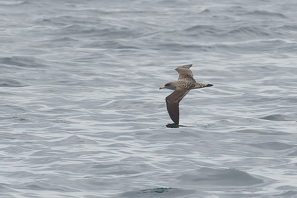 Cory's Shearwater - ML647319436