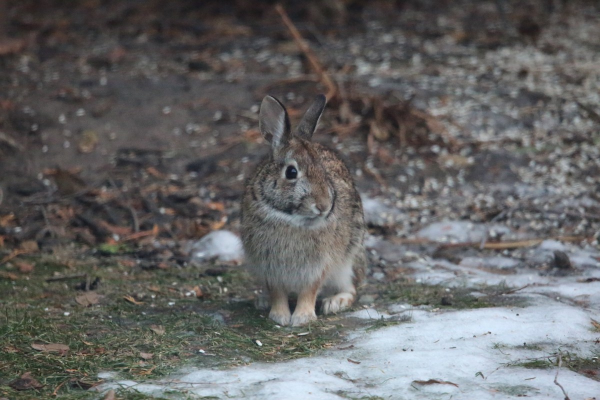 Animali - ML647319437