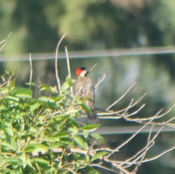 Green-barred Woodpecker - ML647319449