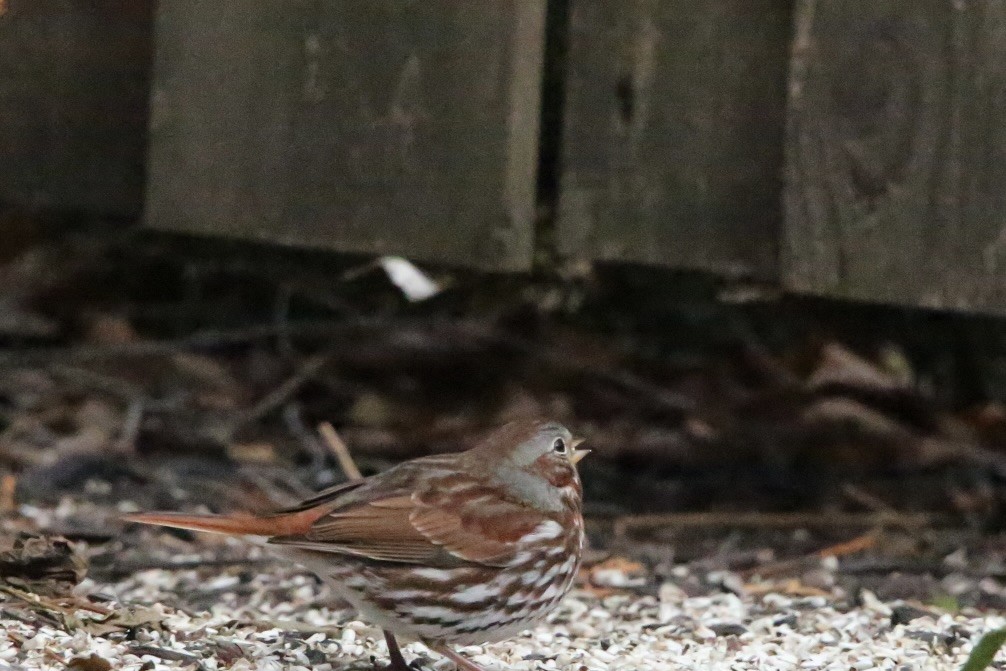 Passerella variabile - ML647319451