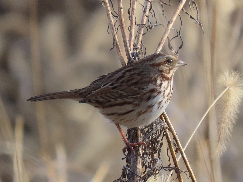 sangspurv - ML647319452