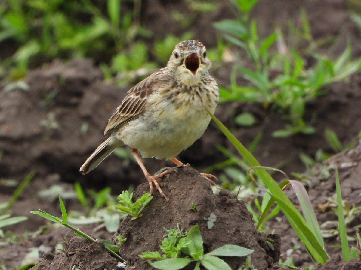 Yellowish Pipit - ML647319456