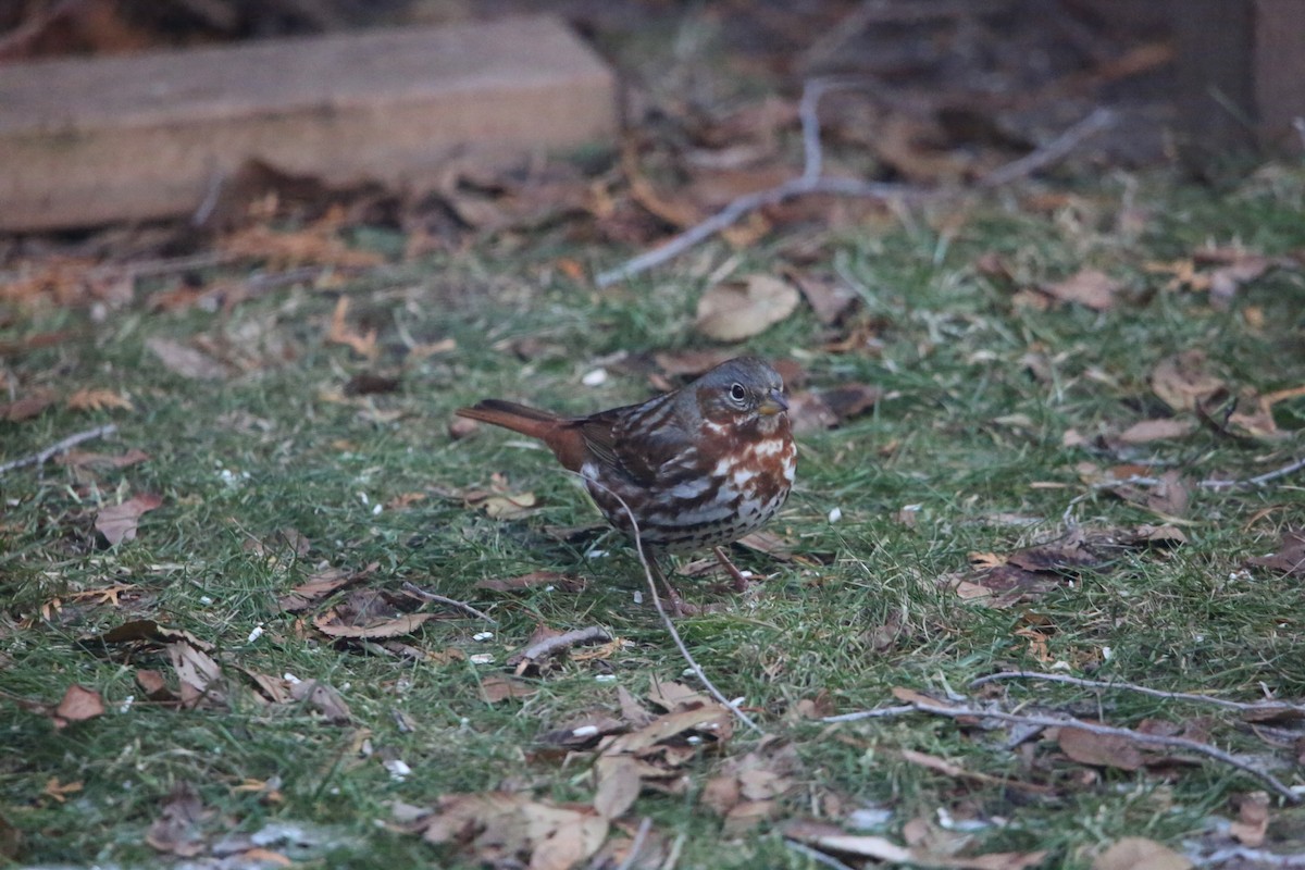 Passerella variabile - ML647319461