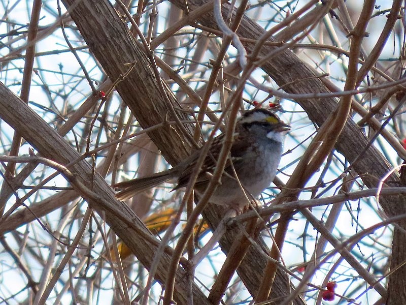 hvitstrupespurv - ML647319466