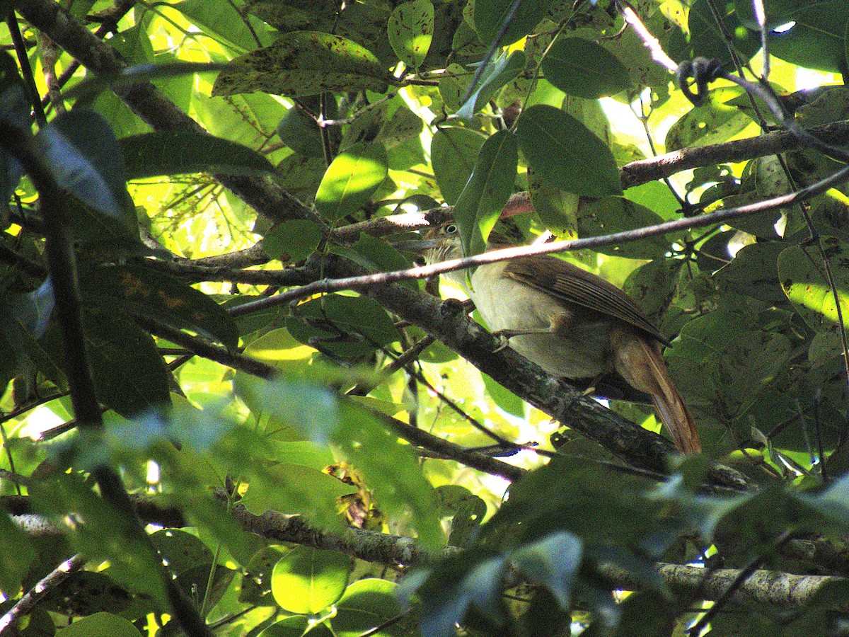 Pernambuco Foliage-gleaner - ML647319467