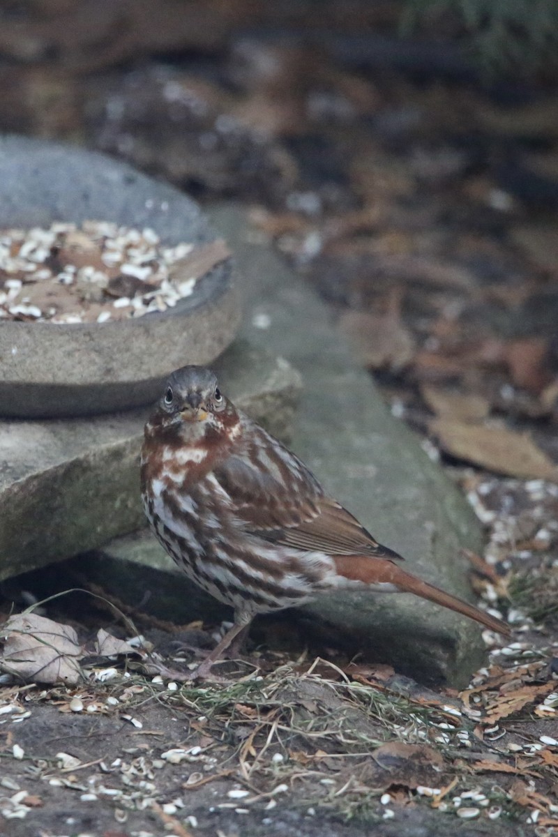 Passerella variabile - ML647319471