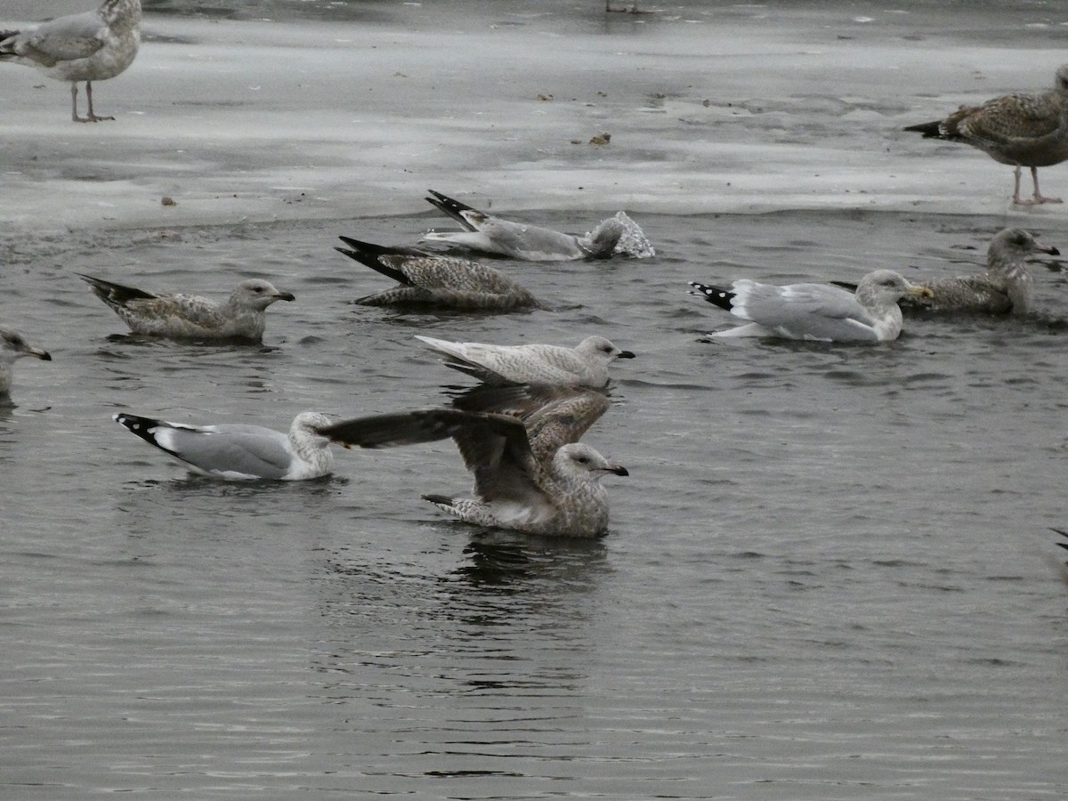 Gaviota Groenlandesa - ML647319493