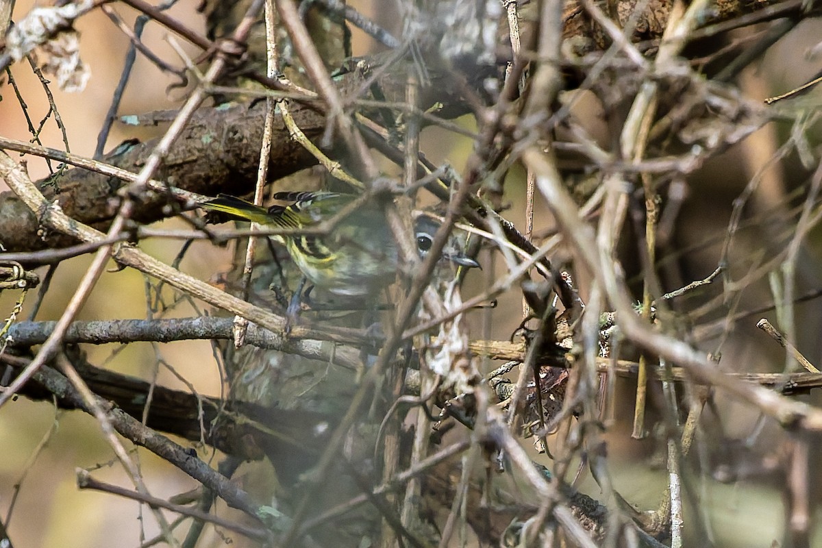 Blue-headed Vireo - ML647319501