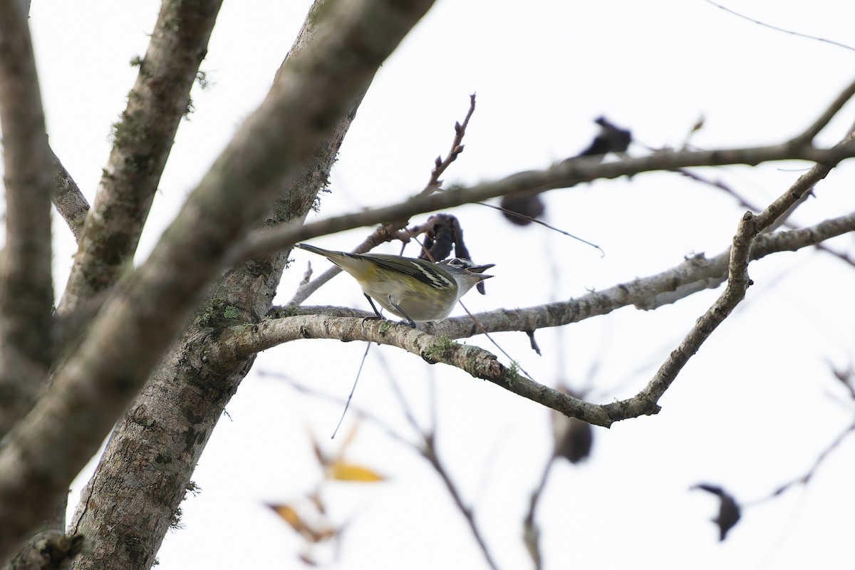 Blue-headed Vireo - ML647319502