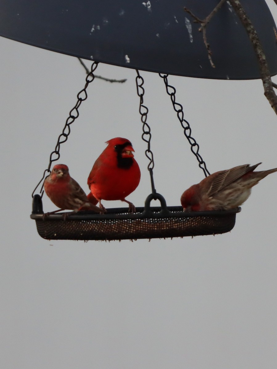 rødkardinal - ML647319511