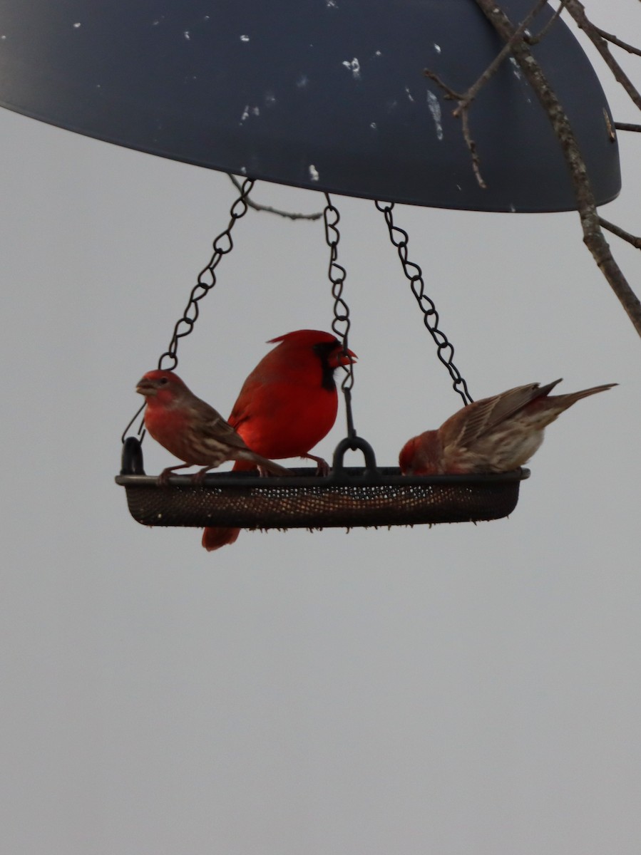 rødkardinal - ML647319512