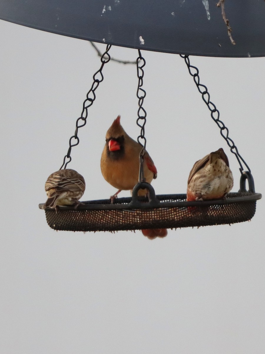 rødkardinal - ML647319514