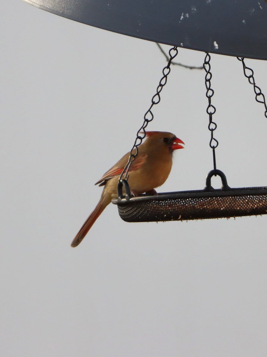 rødkardinal - ML647319515