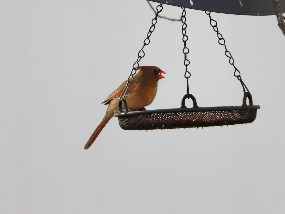 rødkardinal - ML647319516